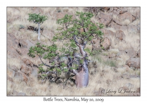 Bottle Trees