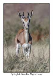 Springbok