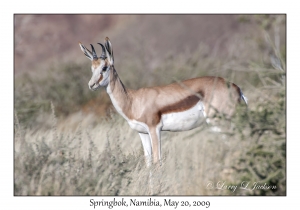 Springbok