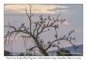 Pied Crow & Speckled Pigeons