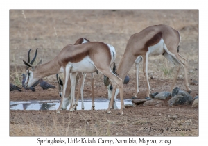 Springboks