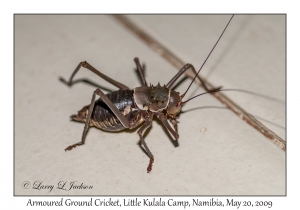 Armoured Ground Cricket