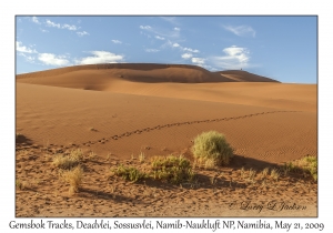 Gemsbok tracks