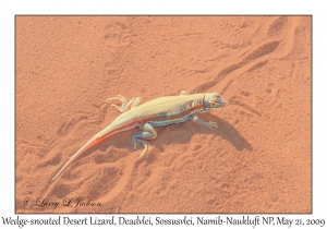 Wedge-snouted Desert Lizard