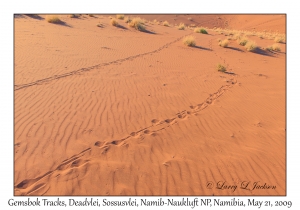 Gemsbok tracks