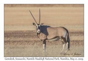 Gemsbok