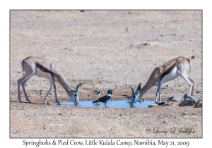 Springboks & Pied Crow