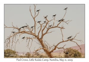 Pied Crows