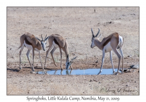 Springboks