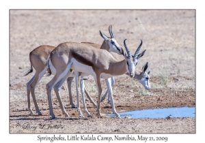 Springboks