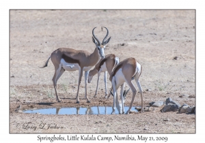 Springboks