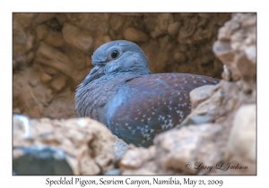 Speckled Pigeon