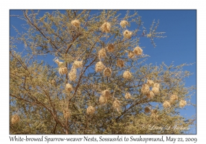 White-browed Sparrow-weaver nests
