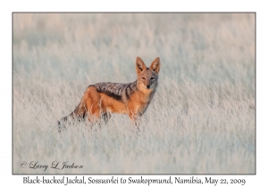 Black-backed Jackal