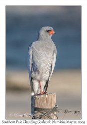 Southern Pale Chanting Goshawk