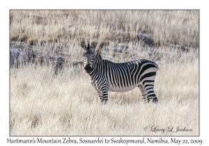 Hartmann's Mountain Zebra