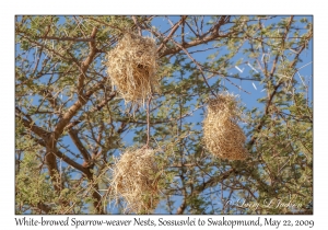 White-browed Sparrow-weaver nests