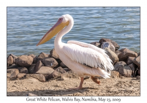 Great White Pelican