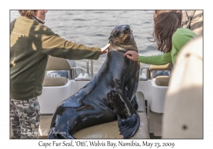 Cape Fur Seal, Otti
