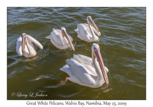 Great White Pelicans