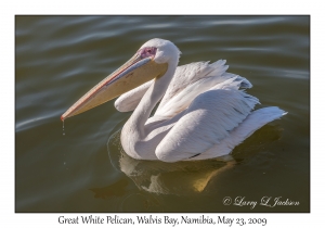 Great White Pelican