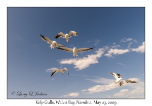 Kelp Gulls