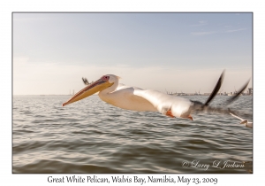 Great White Pelican