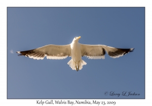 Kelp Gull