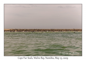 Cape Fur Seals