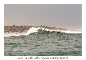 Cape Fur Seals