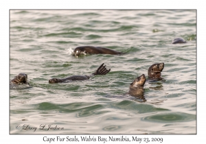 Cape Fur Seals