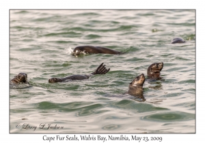 Cape Fur Seals