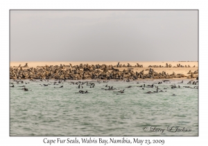 Cape Fur Seals