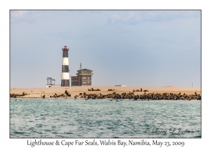 Cape Fur Seals