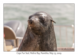 Cape Fur Seal