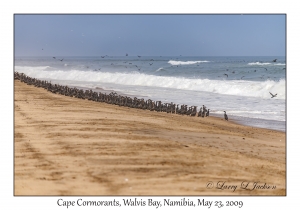 Cape Cormorants