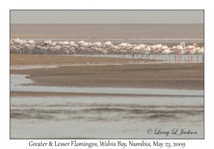 Greater & Lesser Flamingos