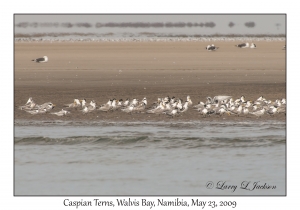 Caspian Terns