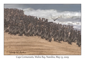 Cape Cormorants