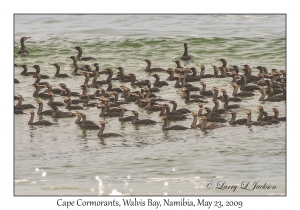 Cape Cormorants