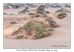 Dune Plants