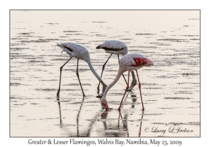 Greater & Lesser Flamingos