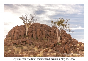 African Star-chestnut