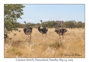 Common Ostrich