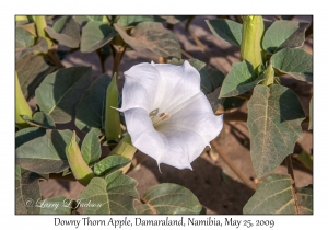 Downy Thorn Apple