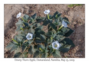 Downy Thorn Apple