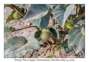 Downy Thorn Apple