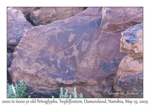 2000 to 6000 year old Petroglyphs