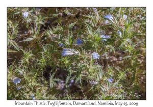 Mountain Thistle