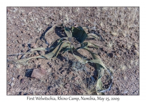 Welwitschia